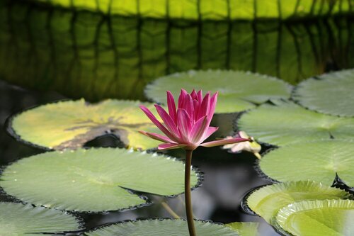 Plantentuin van Meise - Groen van bij ons