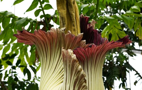 Plantentuin van Meise - Groen van bij ons