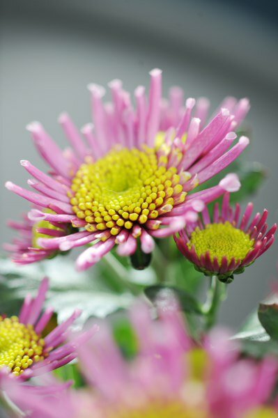 Potchrysant close-up