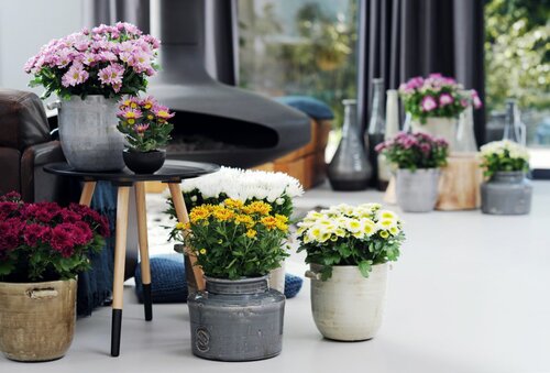 Potchrysant in groep