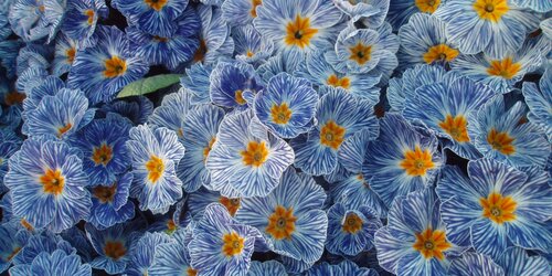 Primula - GroenVanBijOns.be