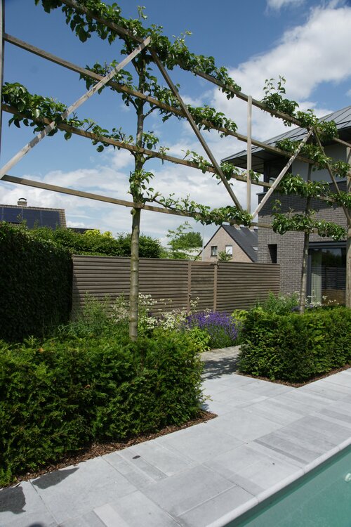 Perenboom - Pyrus calleryana ‘Chanticleer’