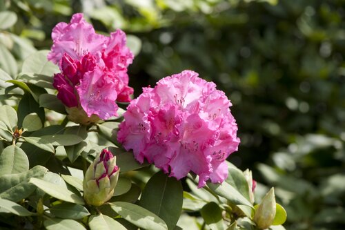 Rhododendron Germania - GroenVanBijOns.be