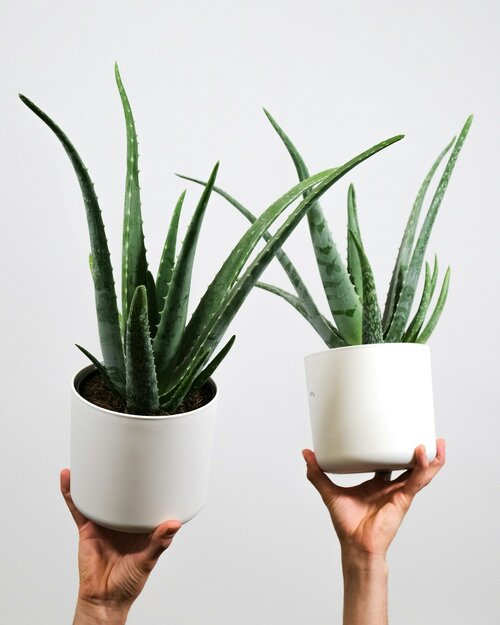 Robuuste kamerplanten - Groen van bij ons