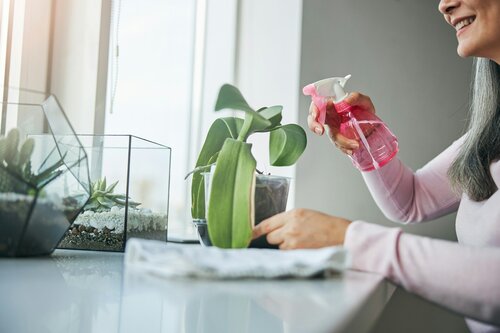 Robuuste kamerplanten - Groen van bij ons