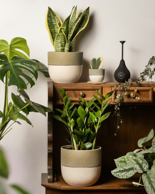 Robuuste kamerplanten - Groen van bij ons