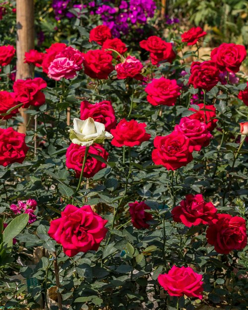 Rozen, de tijdloze koninginnen van elke tuin - Groen van bij ons