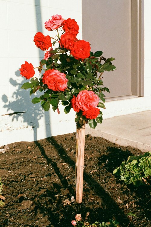 Rozen planten - Groen van bij ons
