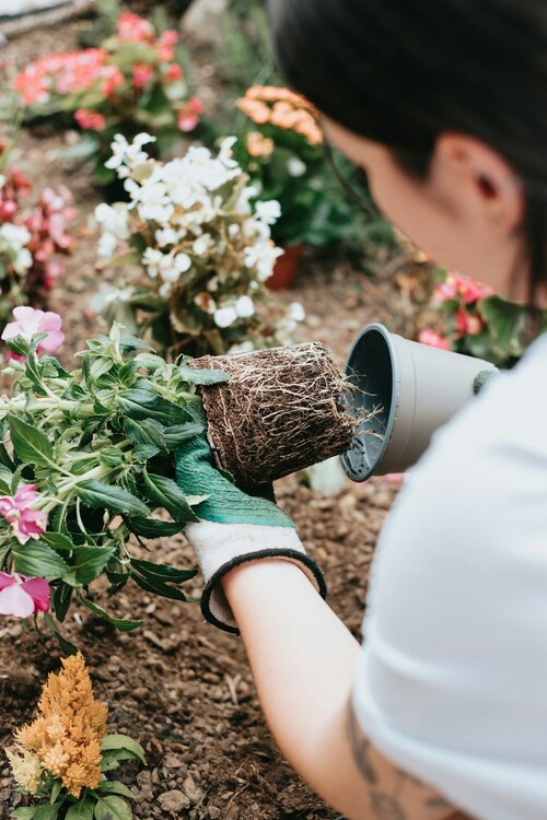 Rozen planten - Groen van bij ons