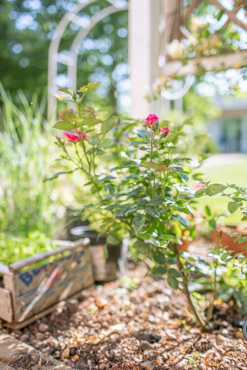 Rozen planten - Groen van bij ons