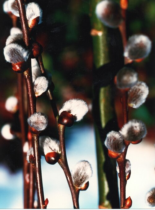 Salix hasta 'Wehrhanii' wilgenkatjes - Groen van bij ons