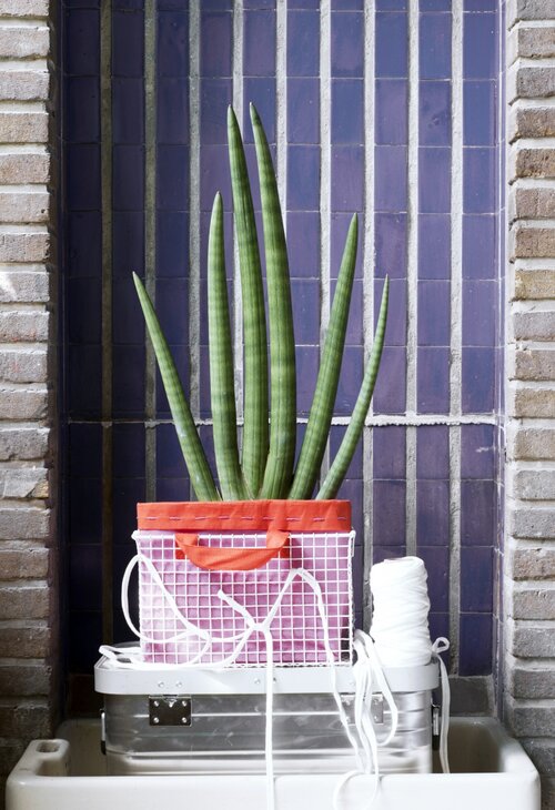 Sanseveria decoratief in pot - Groen van bij ons