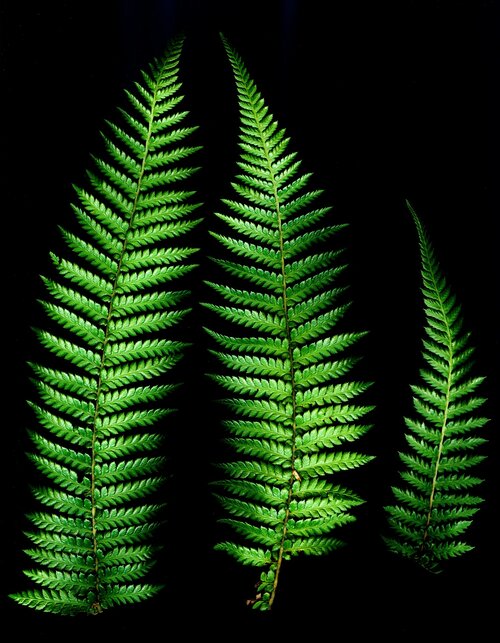 Schaduwplanten terras - Groen van bij ons
