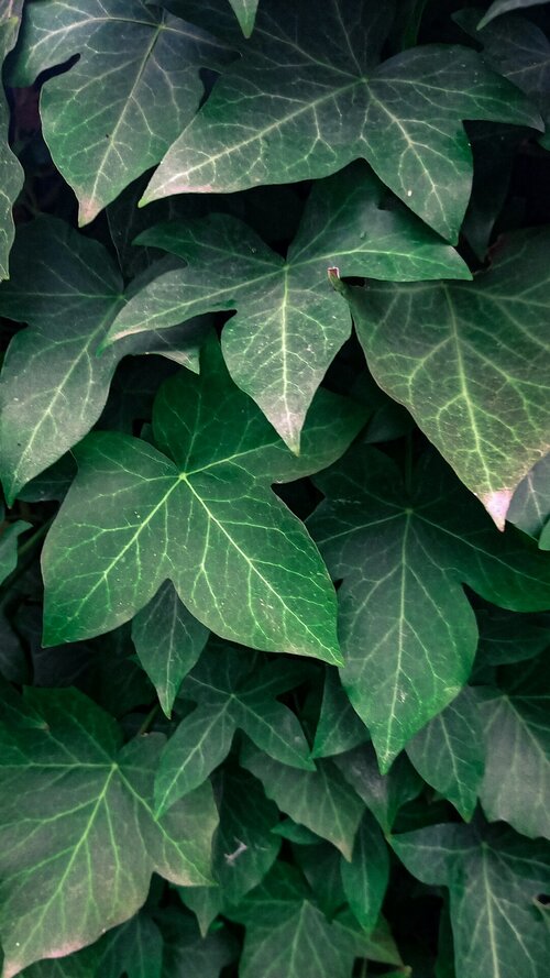 Schaduwplanten terras - Groen van bij ons