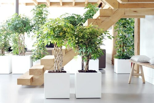 Schefflera - kamerplant