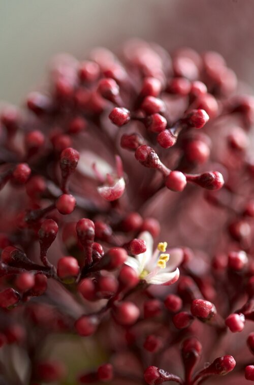 Skimmia