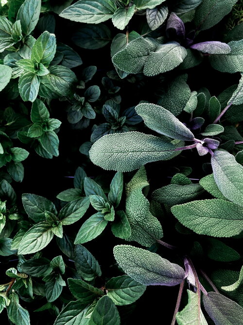 Border met diverse plantstructuren en texturen