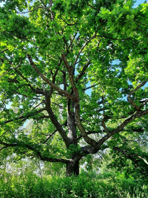Soorten loofbomen herkennen en kiezen | Complete overzicht
