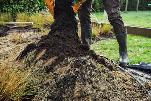 Struiken planten - Groen van bij ons