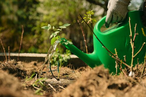 Struiken planten - Groen van bij ons