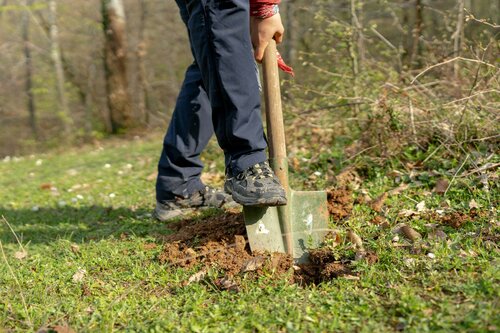 Struiken planten - Groen van bij ons