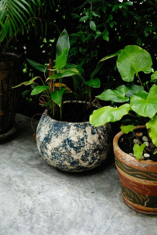Kies juiste potten voor gezonde planten - Terrasplanten - Groen van bij ons