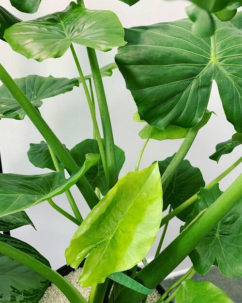 Tropische planten terras - Groen van bij ons