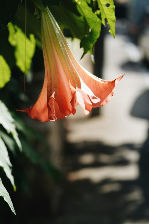 Tropische planten terras - Groen van bij ons