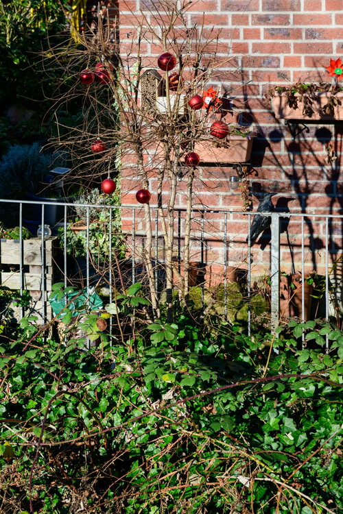 Tuinklussen in december - Groen van bij ons