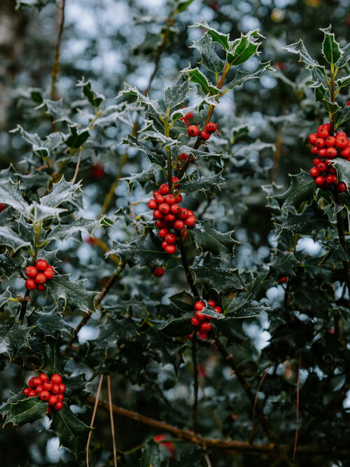 Tuinklussen in december - Groen van bij ons