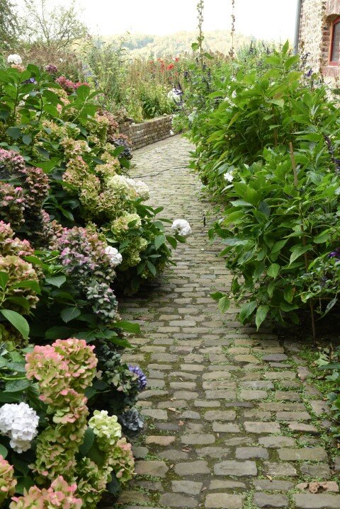 Hydrangea macrophylla