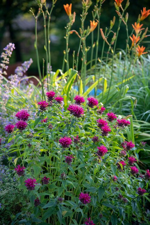 Voor elke tuinsituatie de perfecte plantmatch - tuinplanten - groenvanbijons