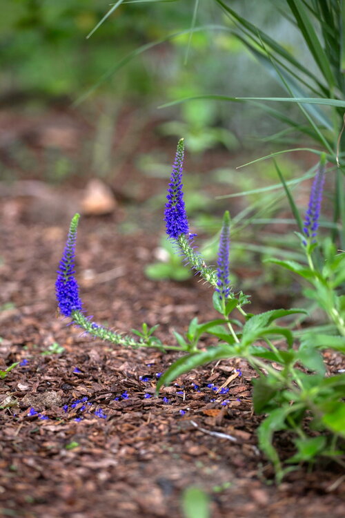 Tuintaken in mei - Groen van bij ons