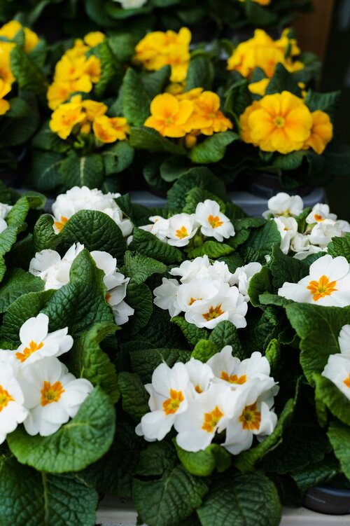 Tuintaken in mei - Groen van bij ons