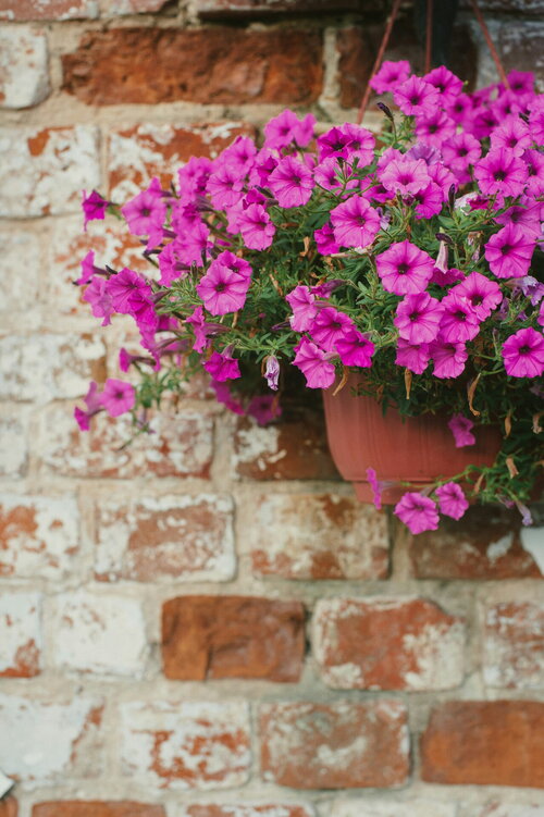 Bloemen tegen een bakstenen muur