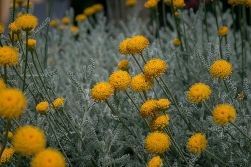 Vaste planten voor zeeklimaat - Groen van bij ons