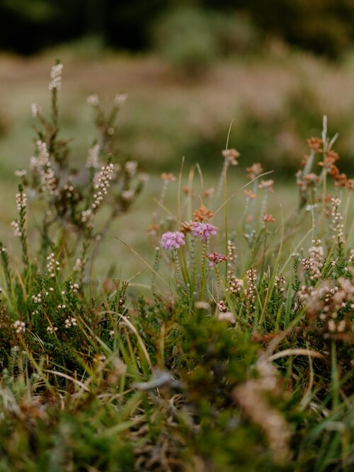 Vaste planten voor zeeklimaat - Groen van bij ons