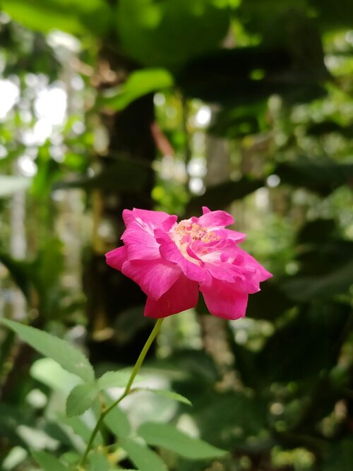 Vaste planten voor zeeklimaat - Groen van bij ons