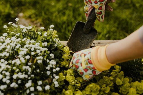 Vaste planten zetten - Groen van bij ons