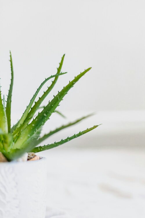 Vetplanten als kamerplant - Groen van bij ons