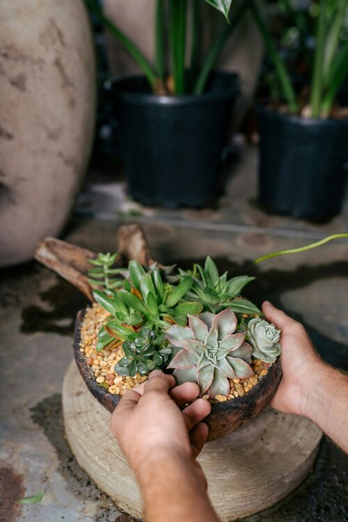 Vetplanten als kamerplant - Groen van bij ons