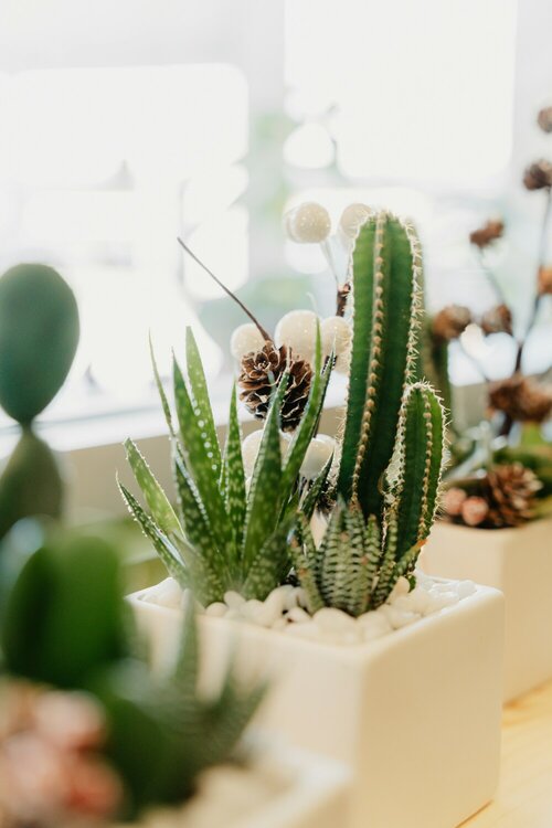 Vetplanten en cactussen verzorgen - Groen van bij ons