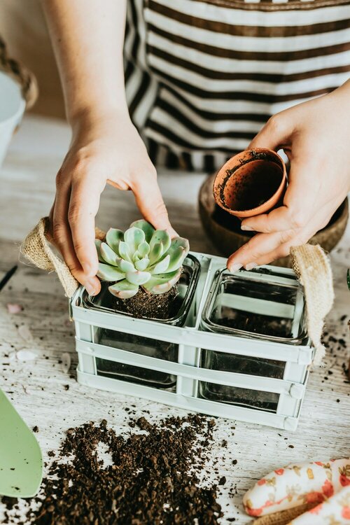 Vetplanten en cactussen verzorgen - Groen van bij ons