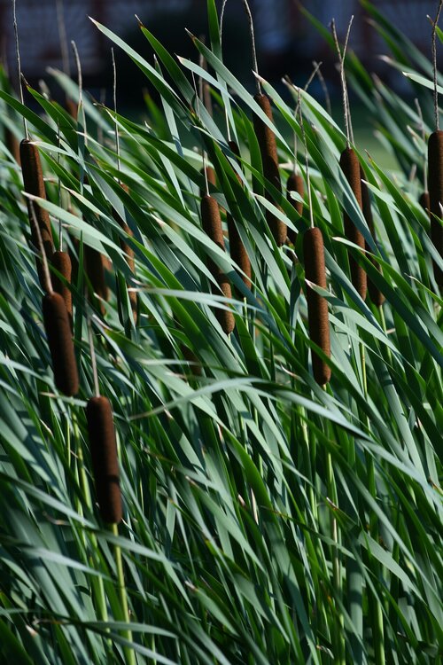Vijverplanten - Groen van bij ons