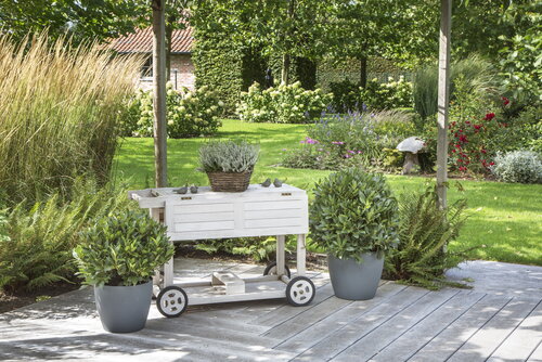 Vlaamse laurier erkend Europees streekproduct - Groenvanbijons.be