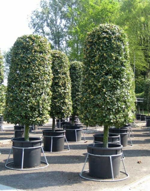 Vlaamse laurier kopen - Groen van bij ons