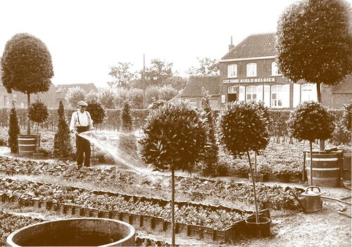 Vlaamse laurier - Groen van bij ons