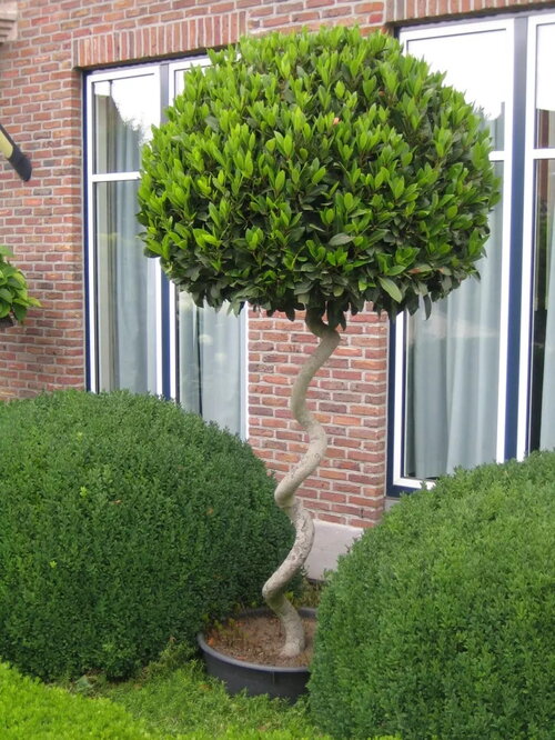 Vlaamse laurier - Groen van bij ons