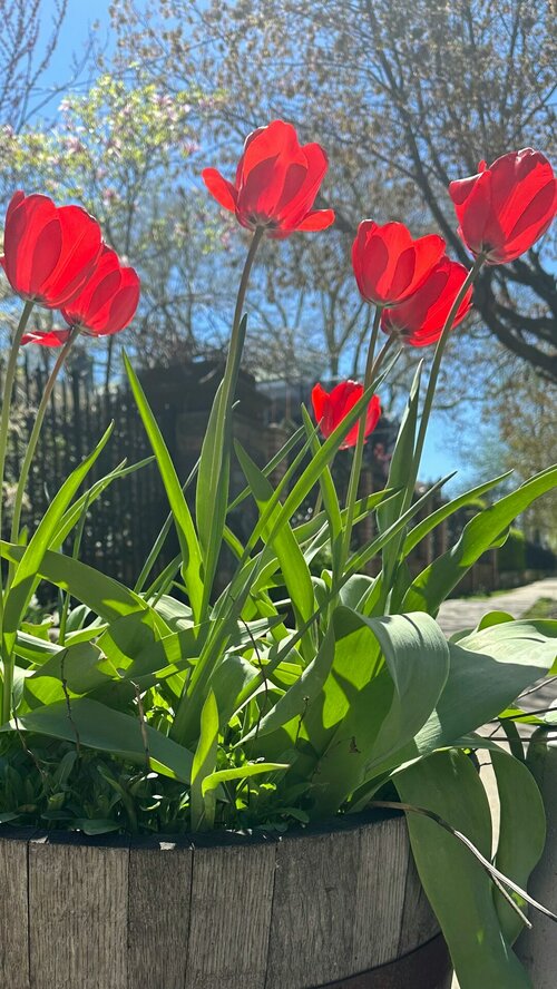 Voorjaar vieren op je terras - Groen van bij ons