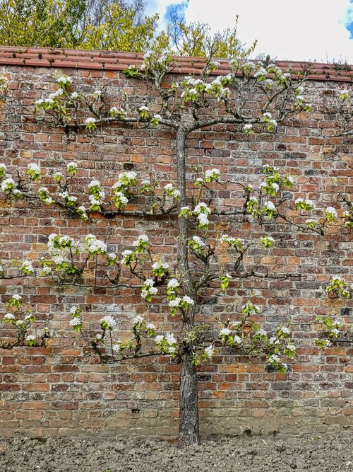 Voortuin bomen - Groen van bij ons